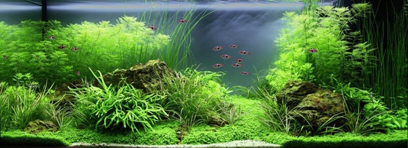 Plantes d'aquarium de la zone médiane, idéales pour l'aquascaping. Qualité  Tropica.