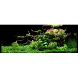 PAYSAGE AQUATIQUE N°78 TROPICA