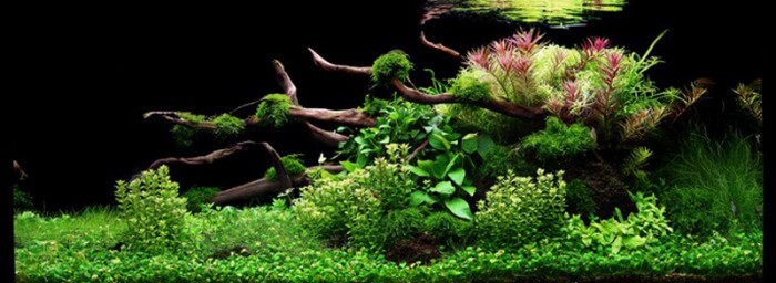 Projet 200 L planté Paysage-aquatique-n78-qualite-tropica