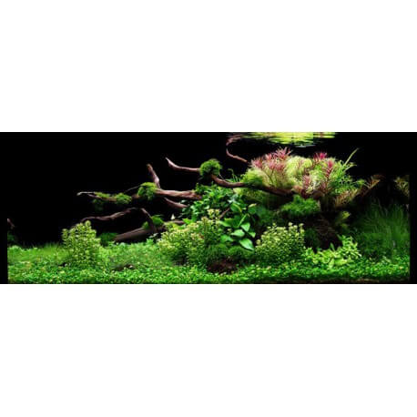 PAYSAGE AQUATIQUE N°78 TROPICA