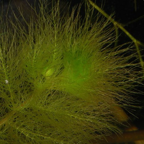 Utricularia Aurea sp