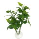 ZOOMED Betta Plant Philo