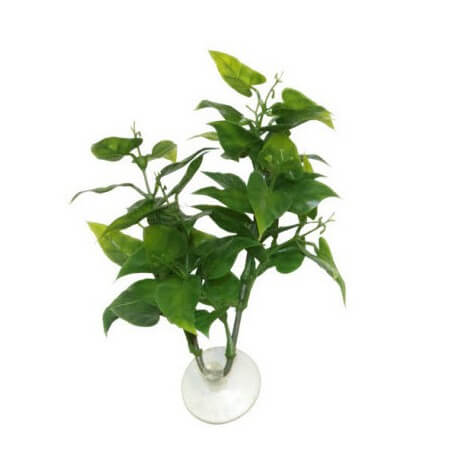 ZOOMED Betta Plant Philo