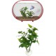 ZOOMED Betta Plant Philo