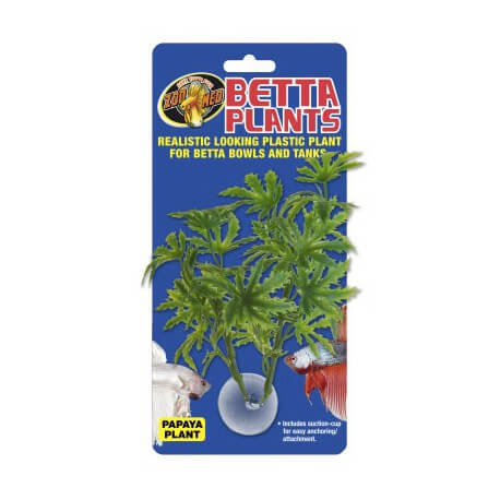 ZOOMED Betta Plant Papaya