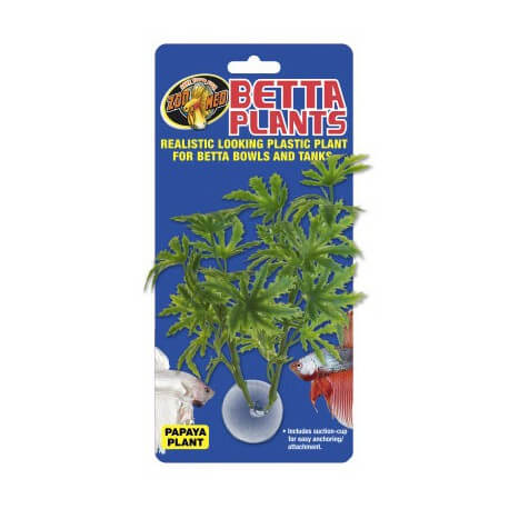 Betta Plant Philo
