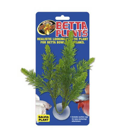 Betta Plant Salvia