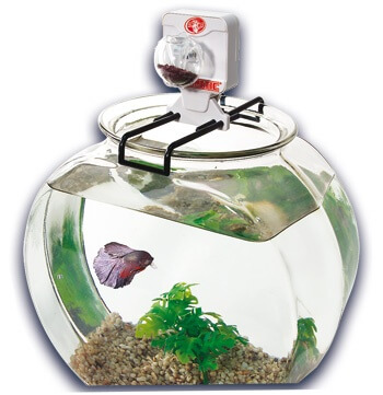 Mangeoire automatique à piles pour poissons, pour Aquarium, tortue