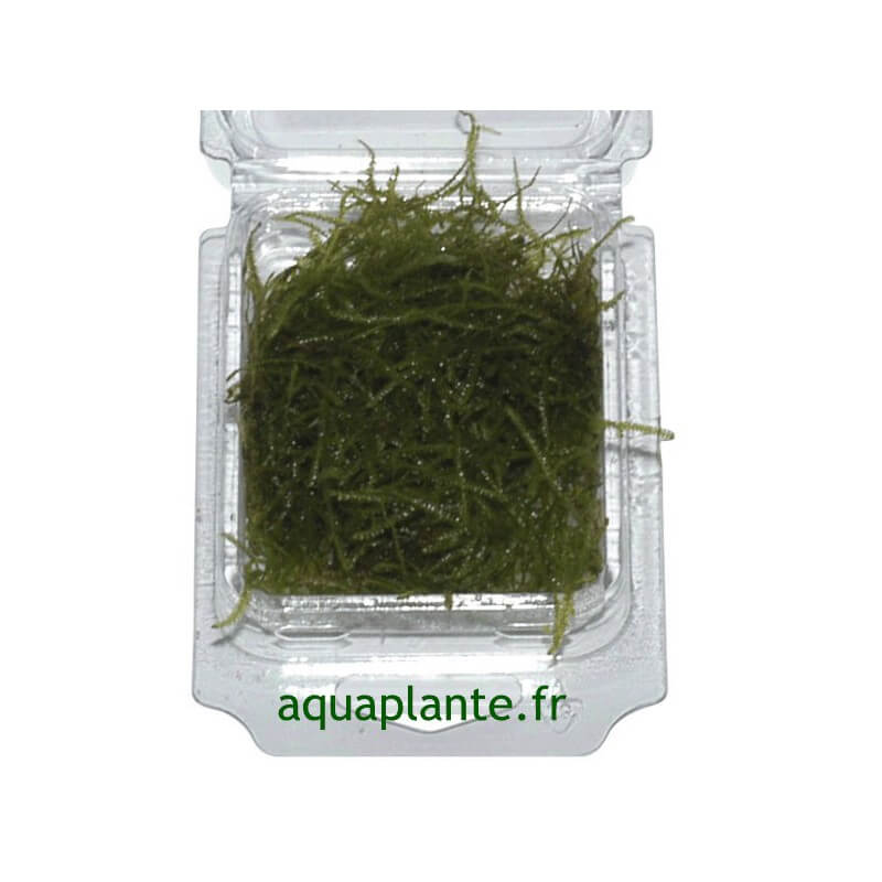 Mousses pour aquarium Taxiphyllum Barbieri (Mousse de Java) PREMIUM pour aquarium eau douce