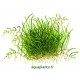 Utricularia Graminifolia Tropica