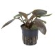Lagenandra Meeboldi Red Tropica
