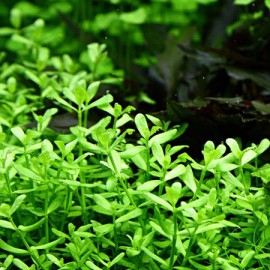 Bacopa Monnieri Compact Tropica