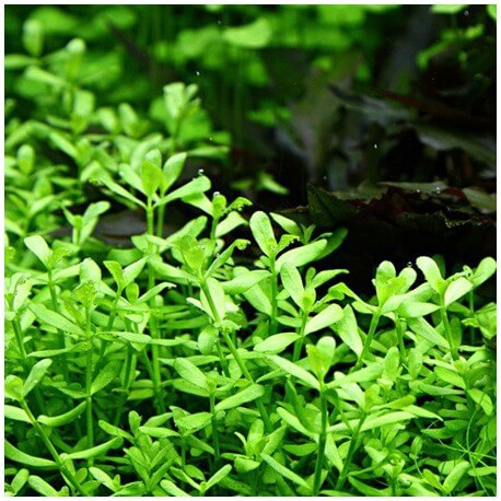 Bacopa Monnieri Compact Tropica