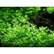 Bacopa Monnieri Compact Tropica