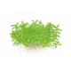 Bacopa Monnieri Compact Tropica