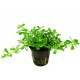 Bacopa Monnieri Compact Tropica
