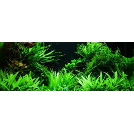 PAYSAGE AQUATIQUE N°47 TROPICA