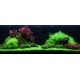 PAYSAGE AQUATIQUE N°53 TROPICA