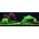 PAYSAGE AQUATIQUE N°53 TROPICA