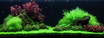 PAYSAGE AQUATIQUE N°53 TROPICA