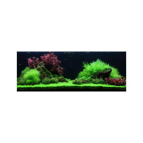 PAYSAGE AQUATIQUE N°53 TROPICA