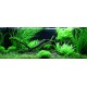 PAYSAGE AQUATIQUE N°61 TROPICA