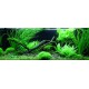 PAYSAGE AQUATIQUE N°61 TROPICA