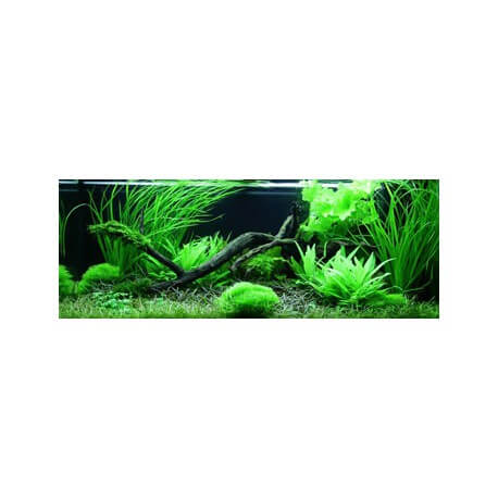 PAYSAGE AQUATIQUE N°61 TROPICA