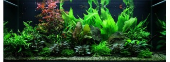 PAYSAGE AQUATIQUE N°48 TROPICA