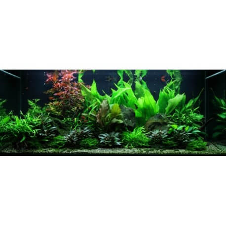 PAYSAGE AQUATIQUE N°48 TROPICA