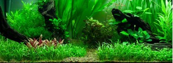 PAYSAGE AQUATIQUE N°89 TROPICA