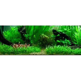 PAYSAGE AQUATIQUE N°89 TROPICA
