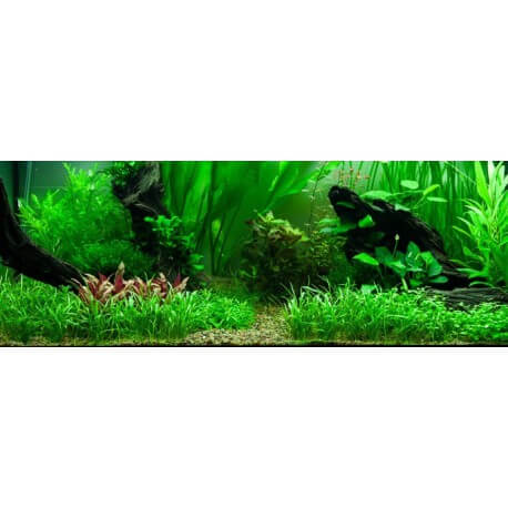 PAYSAGE AQUATIQUE N°89 TROPICA