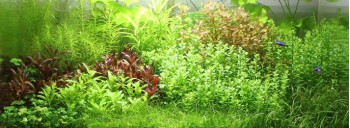 PAYSAGE AQUATIQUE N°85 TROPICA