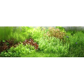 PAYSAGE AQUATIQUE N°85 TROPICA