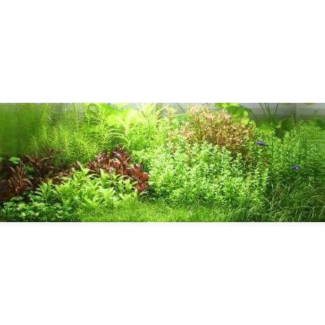 PAYSAGE AQUATIQUE N°85 TROPICA