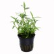 Murdannia Keisak Tropica