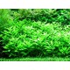 Penthorum Sedoides Tropica