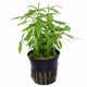 Penthorum Sedoides Tropica
