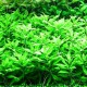 Penthorum Sedoides Tropica