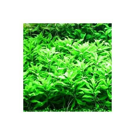 Penthorum Sedoides Tropica