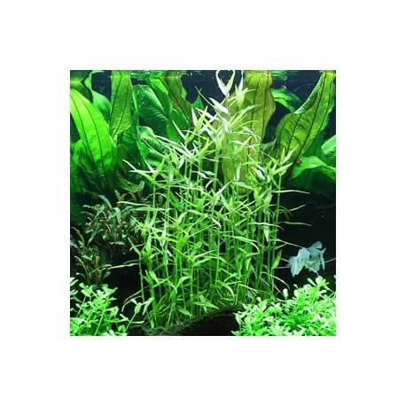 Murdannia Keisak Tropica