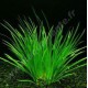 Acorus Gramineus