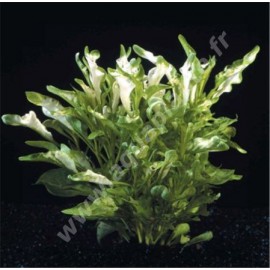 Alternanthera Azurea