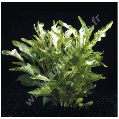 Alternanthera Azurea