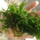 Giant Willow Moss - F. Antiperytica var. Gigantea