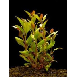 Alternanthera Reineckii