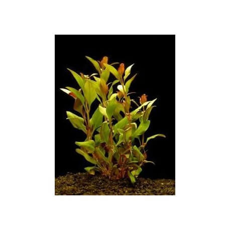 Alternanthera Reineckii