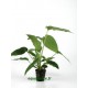 Anubias Barteri