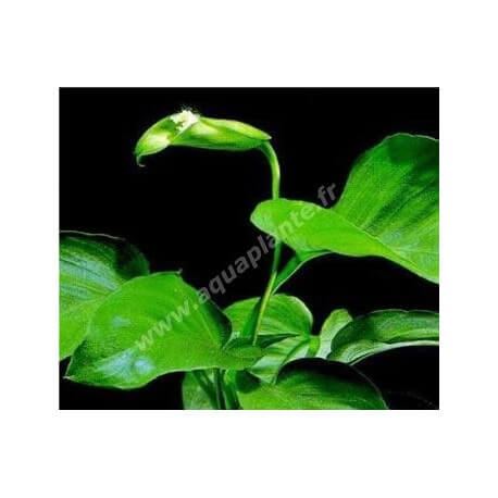 Anubias Barteri